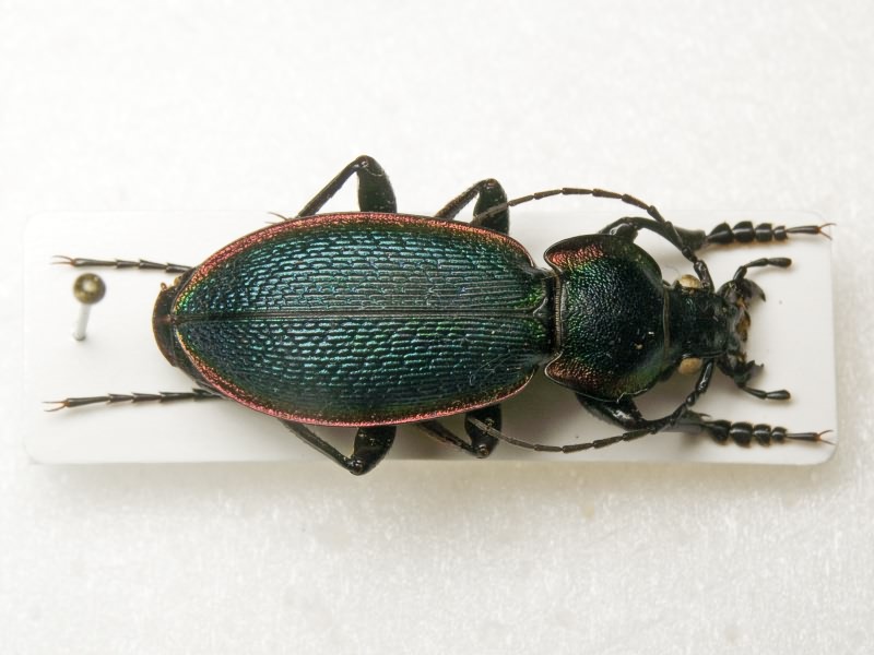 Carabus excellens Fabricius, 1798